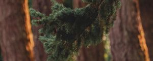 Preview wallpaper branch, pine, trees, forest, coniferous