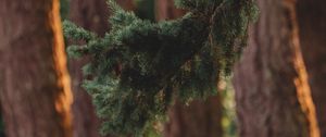 Preview wallpaper branch, pine, trees, forest, coniferous