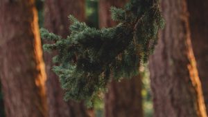 Preview wallpaper branch, pine, trees, forest, coniferous