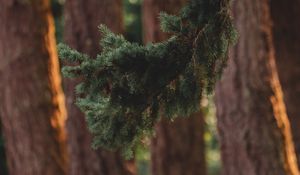 Preview wallpaper branch, pine, trees, forest, coniferous