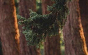 Preview wallpaper branch, pine, trees, forest, coniferous