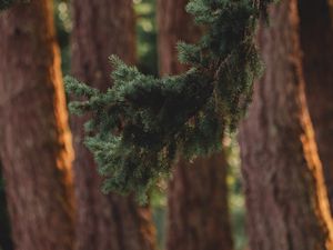 Preview wallpaper branch, pine, trees, forest, coniferous