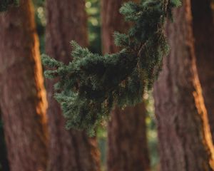 Preview wallpaper branch, pine, trees, forest, coniferous