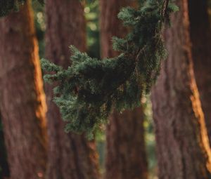 Preview wallpaper branch, pine, trees, forest, coniferous