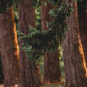 Preview wallpaper branch, pine, trees, forest, coniferous