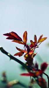 Preview wallpaper branch, plant, background, blurred, shadow