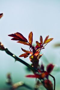 Preview wallpaper branch, plant, background, blurred, shadow