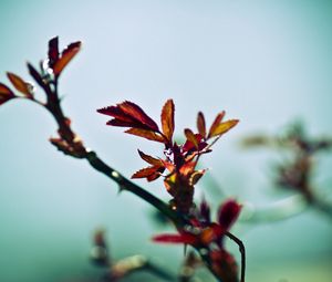 Preview wallpaper branch, plant, background, blurred, shadow