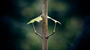 Preview wallpaper branch, plant, background, dark, leaves