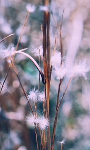 Preview wallpaper branch, plant, blur