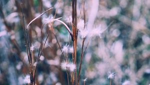 Preview wallpaper branch, plant, blur