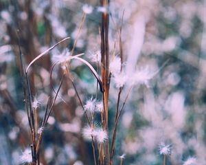 Preview wallpaper branch, plant, blur