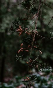 Preview wallpaper branch, plant, blur, green