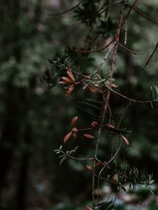 Preview wallpaper branch, plant, blur, green
