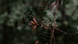 Preview wallpaper branch, plant, blur, green