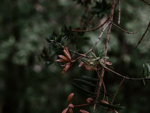 Preview wallpaper branch, plant, blur, green