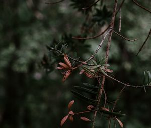 Preview wallpaper branch, plant, blur, green