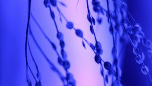 Preview wallpaper branch, plant, blur, blue, lilac
