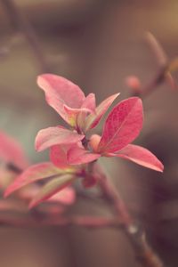 Preview wallpaper branch, plant, bright, spotted, background