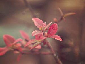 Preview wallpaper branch, plant, bright, spotted, background