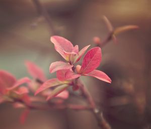 Preview wallpaper branch, plant, bright, spotted, background