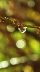 Preview wallpaper branch, plant, drop, dew