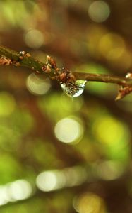 Preview wallpaper branch, plant, drop, dew