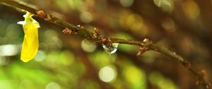 Preview wallpaper branch, plant, drop, dew