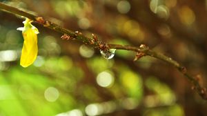 Preview wallpaper branch, plant, drop, dew