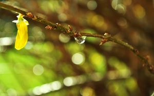 Preview wallpaper branch, plant, drop, dew