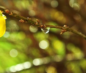 Preview wallpaper branch, plant, drop, dew