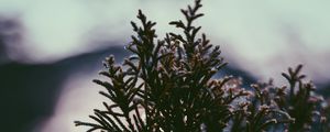 Preview wallpaper branch, plant, drops, blur
