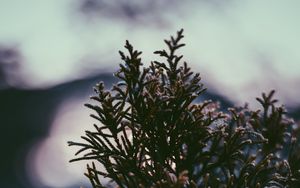 Preview wallpaper branch, plant, drops, blur