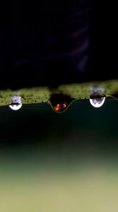 Preview wallpaper branch, plant, drops, dew, dark