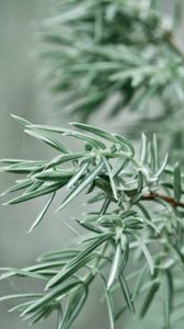 Preview wallpaper branch, plant, focus, spruce