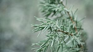 Preview wallpaper branch, plant, focus, spruce