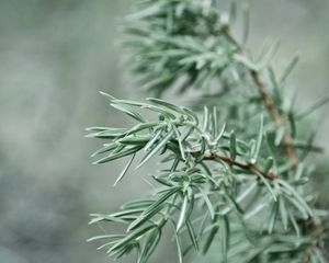 Preview wallpaper branch, plant, focus, spruce