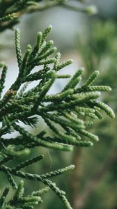 Preview wallpaper branch, plant, green