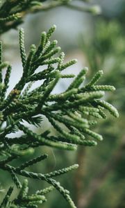 Preview wallpaper branch, plant, green