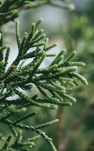 Preview wallpaper branch, plant, green