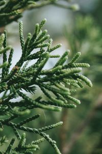 Preview wallpaper branch, plant, green