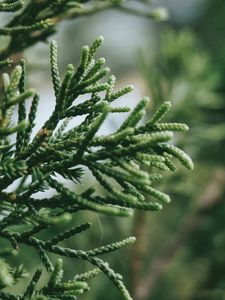 Preview wallpaper branch, plant, green