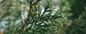 Preview wallpaper branch, plant, green