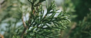 Preview wallpaper branch, plant, green