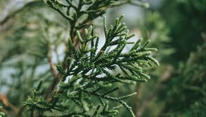 Preview wallpaper branch, plant, green