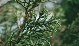 Preview wallpaper branch, plant, green