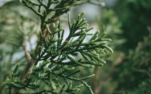 Preview wallpaper branch, plant, green