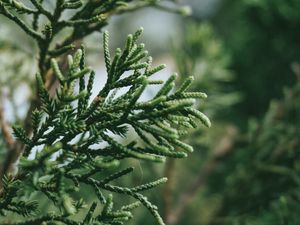 Preview wallpaper branch, plant, green