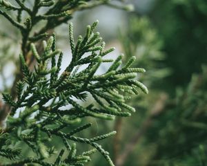 Preview wallpaper branch, plant, green