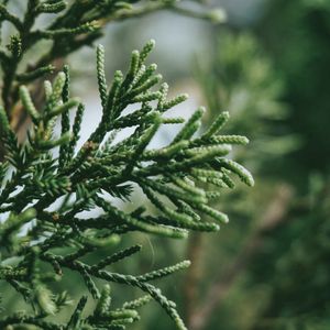Preview wallpaper branch, plant, green